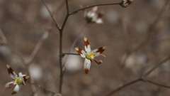 Nemacladus rubescens