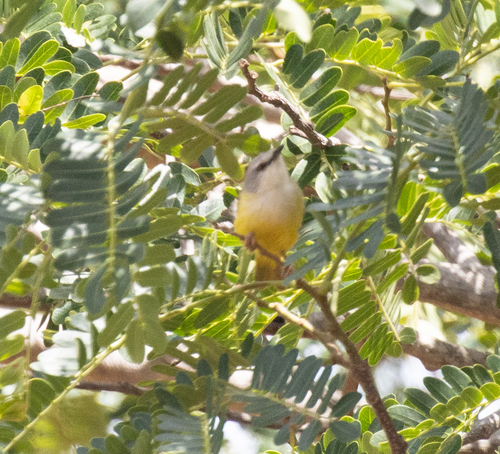 Senegal Eremomela (Eremomela pusilla), photo 2