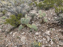 Opuntia arizonica