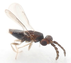 Aphelinidae