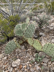 Opuntia arizonica