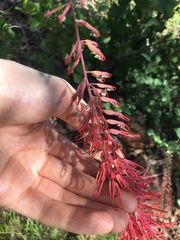 Grevillea dryandri