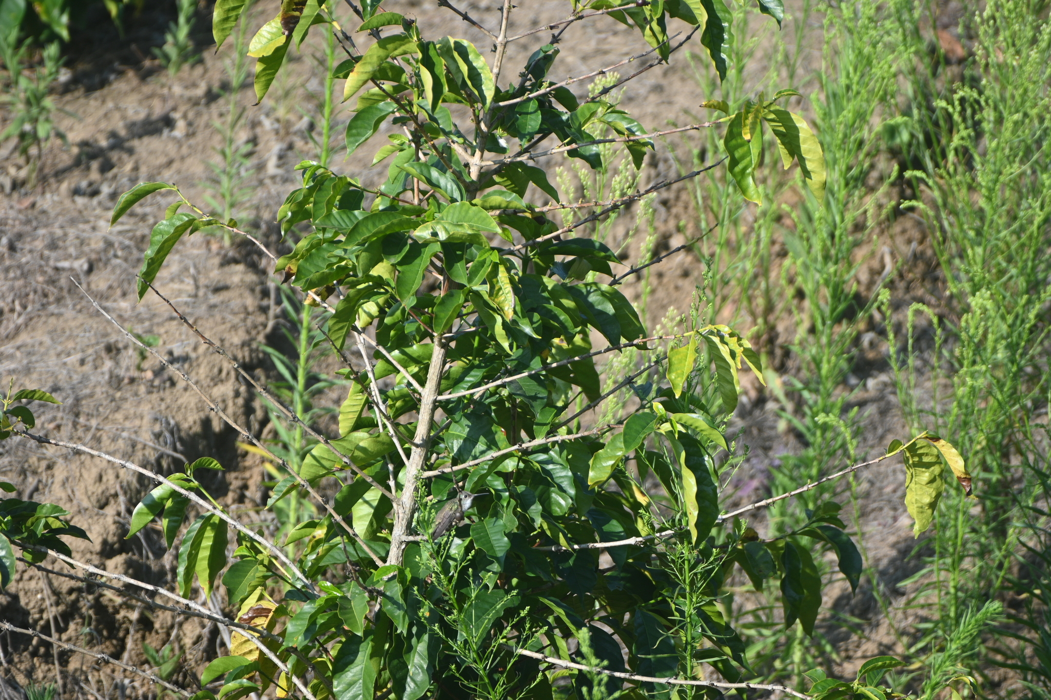 Azure-crowned Hummingbird (Saucerottia cyanocephala), photo 4
