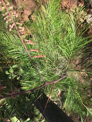 Grevillea dryandri