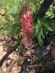 Grevillea dryandri