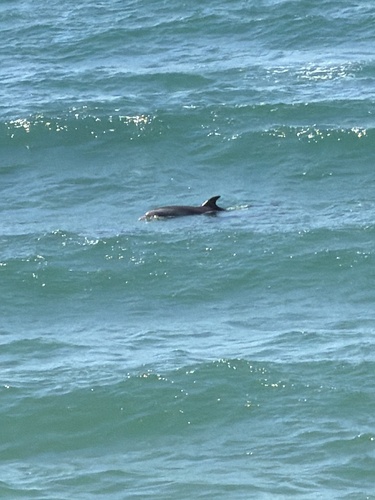 Common Bottlenose Dolphin observed by luckenbachs211l