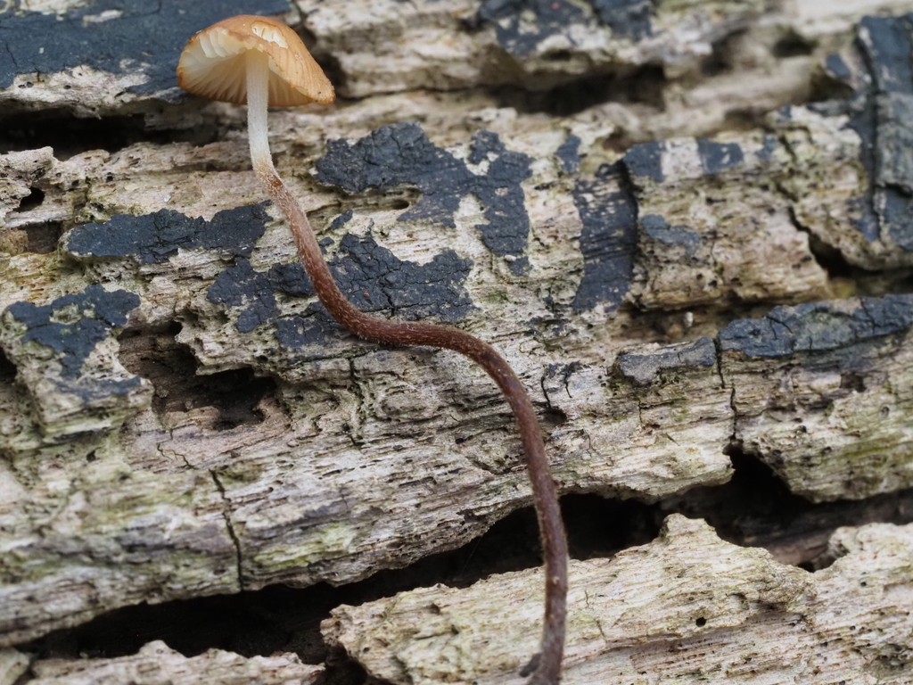 Rhizomarasmius pyrrhocephalus · April 2026 · photo: © smpbiologist-jwilliams (iNaturalist, cc-by)