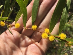 Acacia multisiliqua