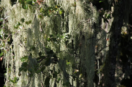 iNaturalist observation photo of lace lichen