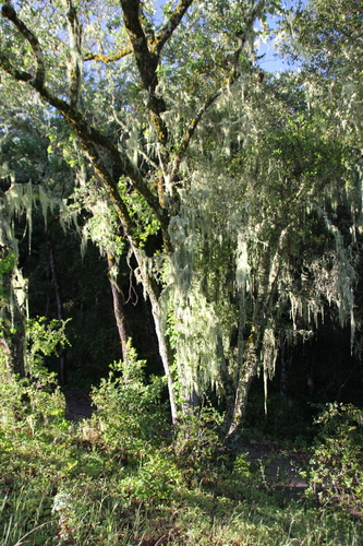 iNaturalist observation photo of Dumosae
