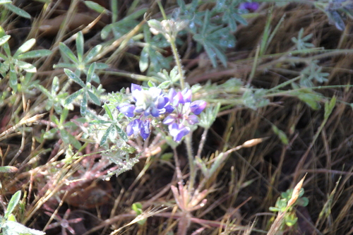 iNaturalist observation photo of lupines