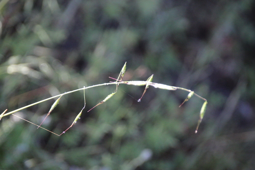 iNaturalist observation photo of Oats