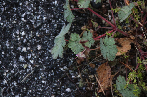 iNaturalist observation photo of Roundleaf geranium