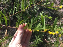 Acacia multisiliqua