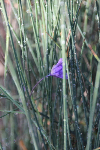 iNaturalist observation photo of blue dicks