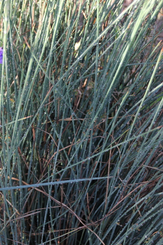 iNaturalist observation photo of Rushes