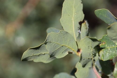 iNaturalist observation photo of blue oak