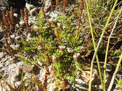 Lobelia jasionoides