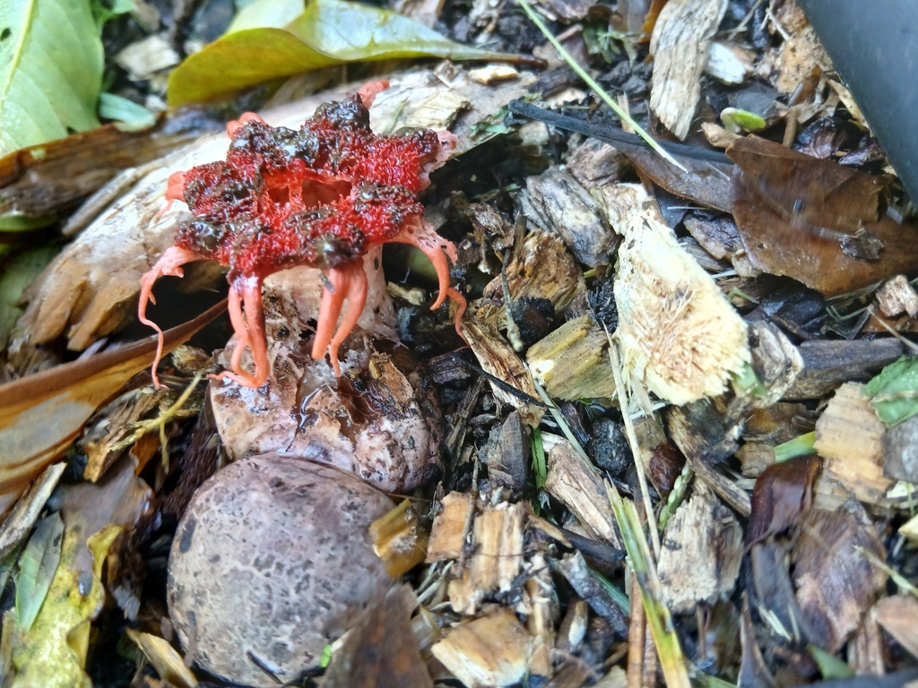 Aseroe rubra · April 2026 · photo: © mphnz (iNaturalist, cc0)