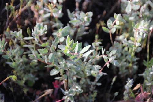 iNaturalist observation photo of deervetch