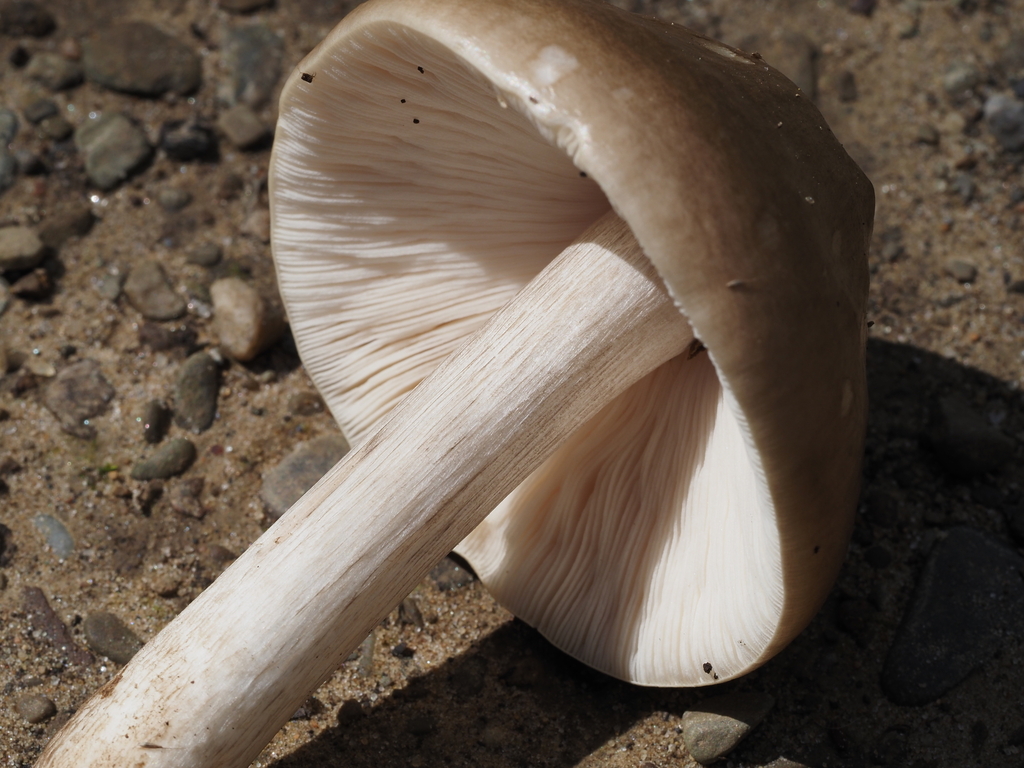 Pluteus cervinus · April 2026 · photo: © smpbiologist-jwilliams (iNaturalist, cc-by)