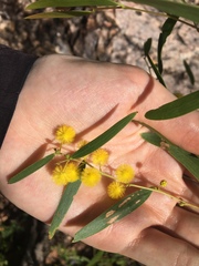 Acacia multisiliqua