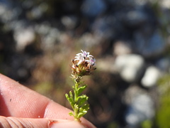 Lobelia jasionoides