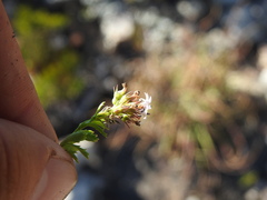 Lobelia jasionoides