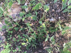 Acacia humifusa