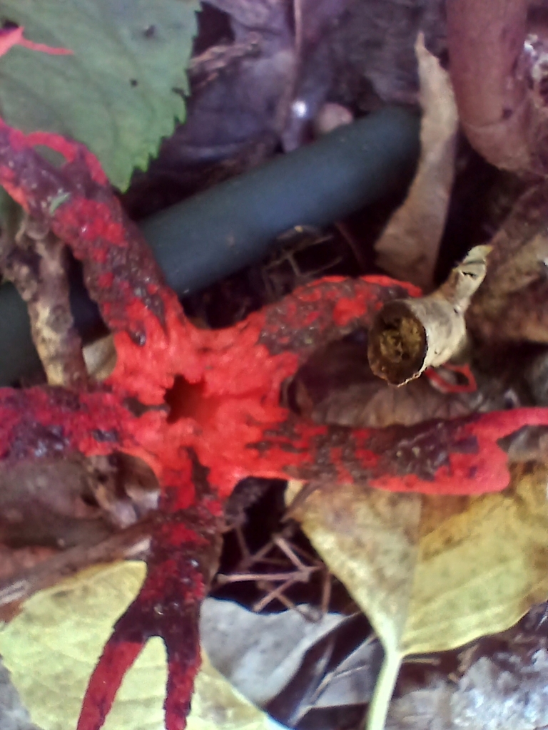 Clathrus archeri · April 2026 · photo: © mphnz (iNaturalist, cc0)