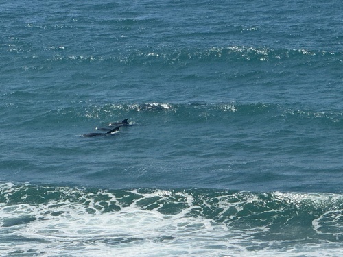 Common Bottlenose Dolphin observed by lawp211l