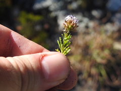 Lobelia jasionoides