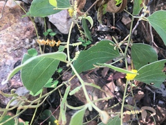 Acacia humifusa