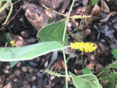 Acacia humifusa