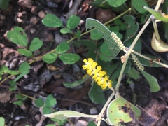 Acacia humifusa