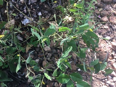 Acacia humifusa