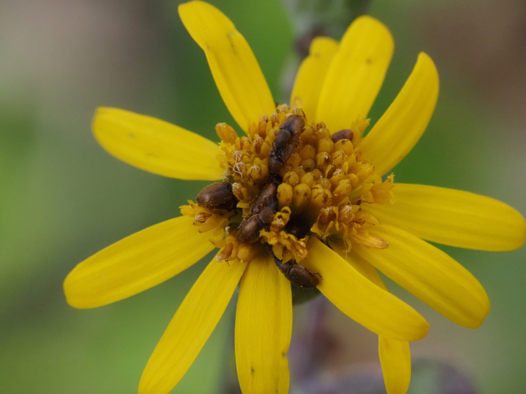 Phyllotrox ferrugineus