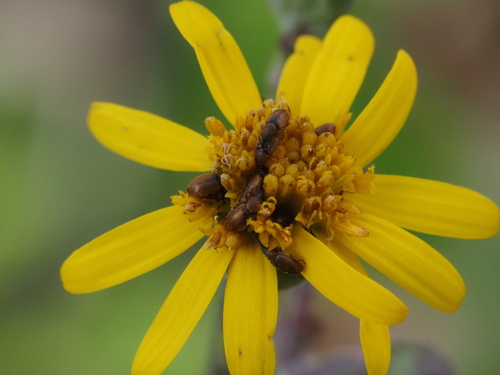 Phyllotrox ferrugineus