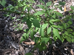 Bidens biternata