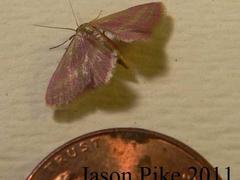 Leptostales laevitaria