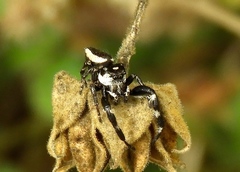 Dendryphantes zygoballoides