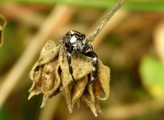 Dendryphantes zygoballoides