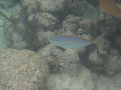 Caranx bartholomaei