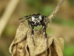 Dendryphantes zygoballoides