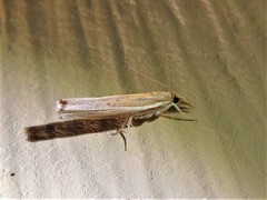 Fissicrambus profanellus