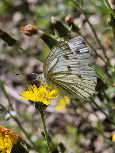 Green-veined white