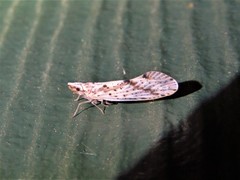 Otiocerus francilloni