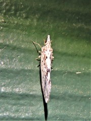 Otiocerus francilloni