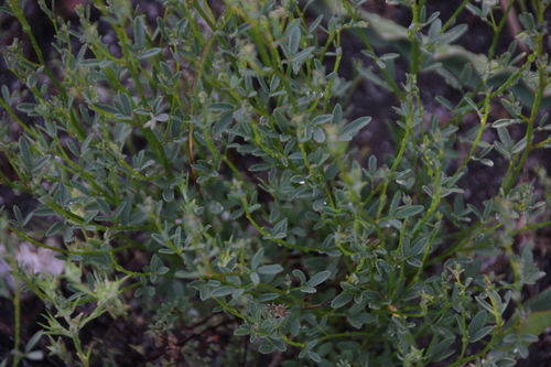iNaturalist observation photo of deerweed