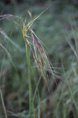 iNaturalist observation photo of Tussockgrasses